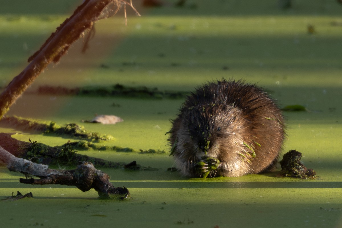Muskrat - ML646224836