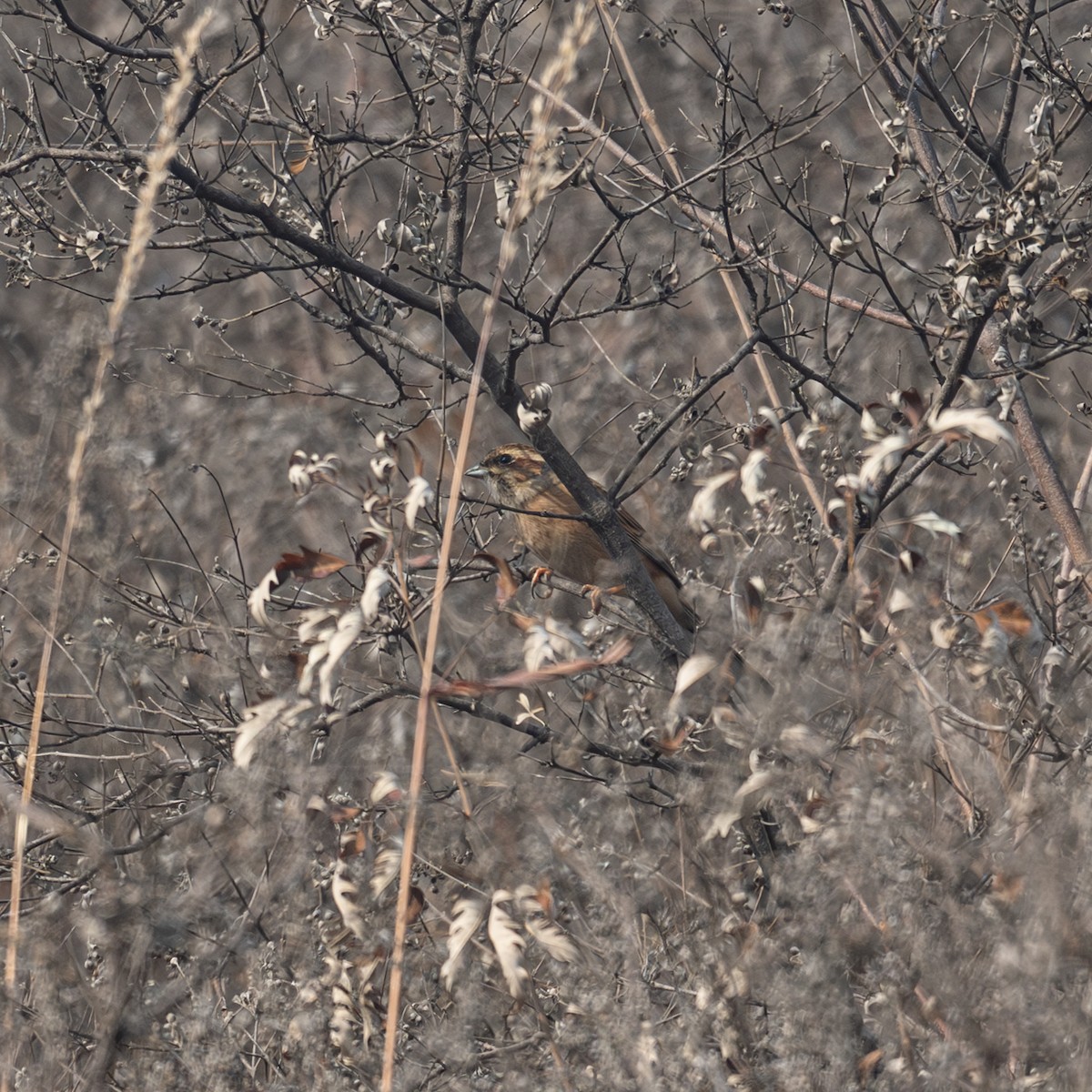 草鵐 - ML646224838