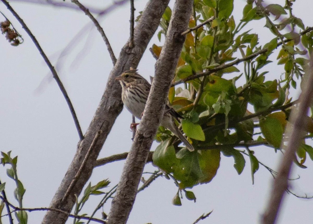 稀樹草鵐(sandwichensis群) - ML646224839