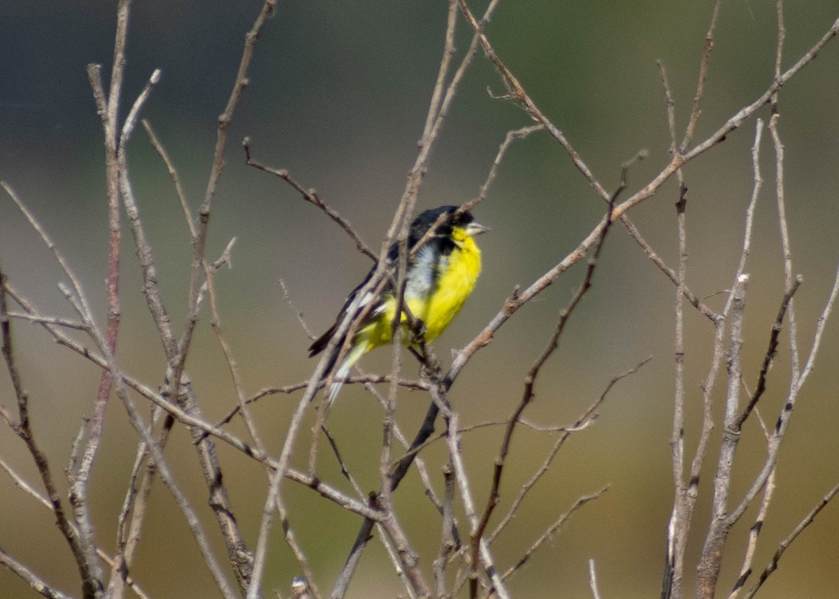Lesser Goldfinch - ML646224840
