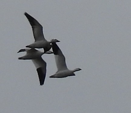 Ross's Goose - ML646224841