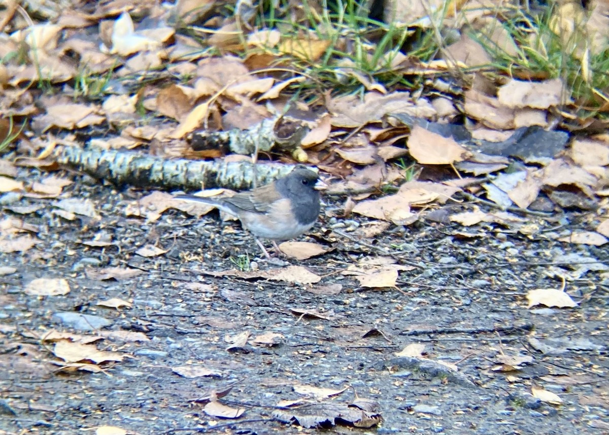 Dark-eyed Junco - ML646224842