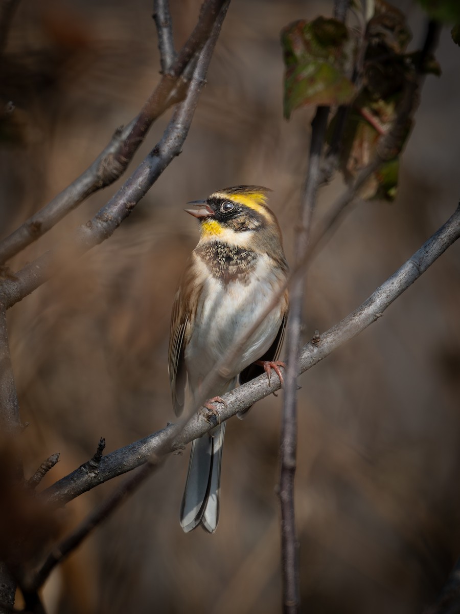 黃喉鵐 - ML646224843