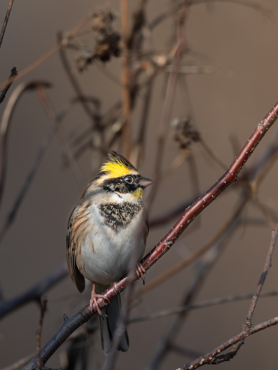 黃喉鵐 - ML646224844