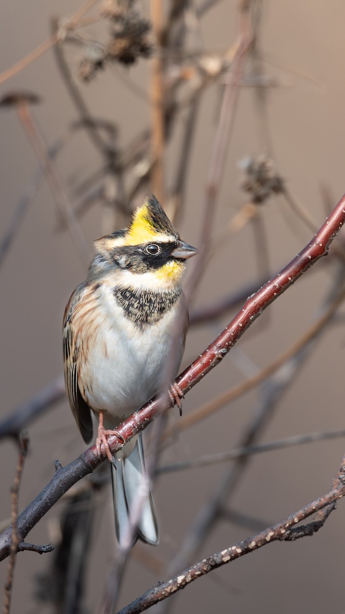 黃喉鵐 - ML646224845