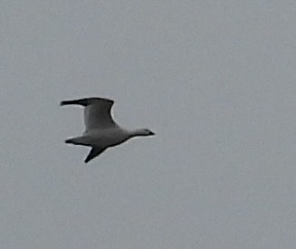 Ross's Goose - ML646224846