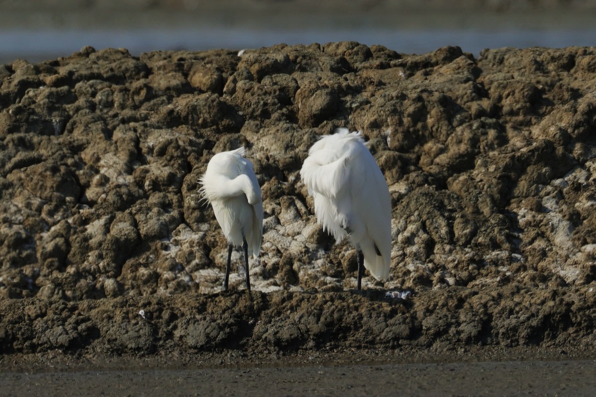 Little Egret - ML646224848