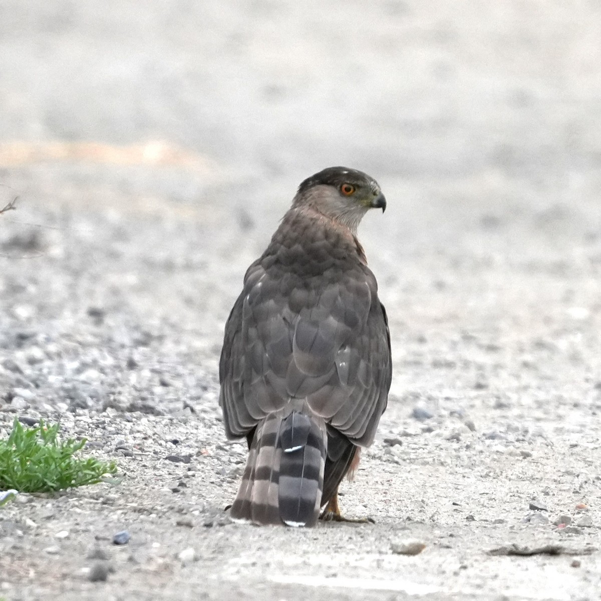 Cooper's Hawk - ML646224851