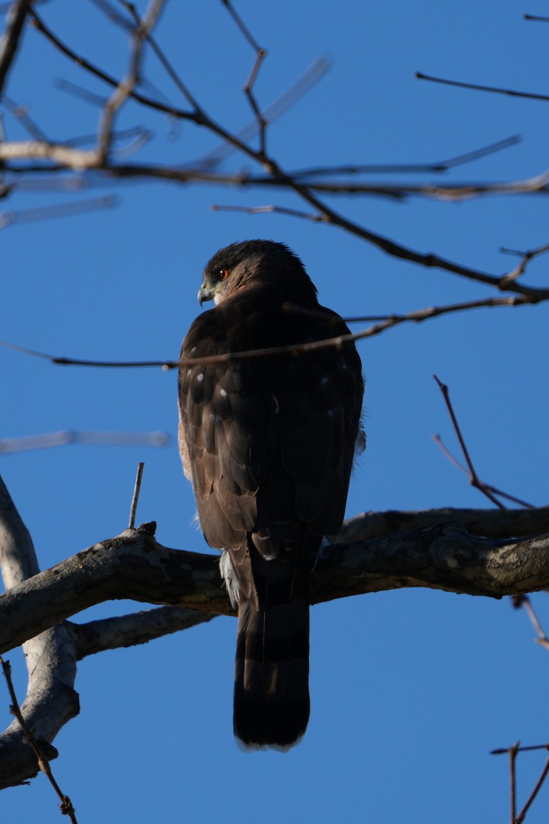 Cooper's Hawk - ML646224852