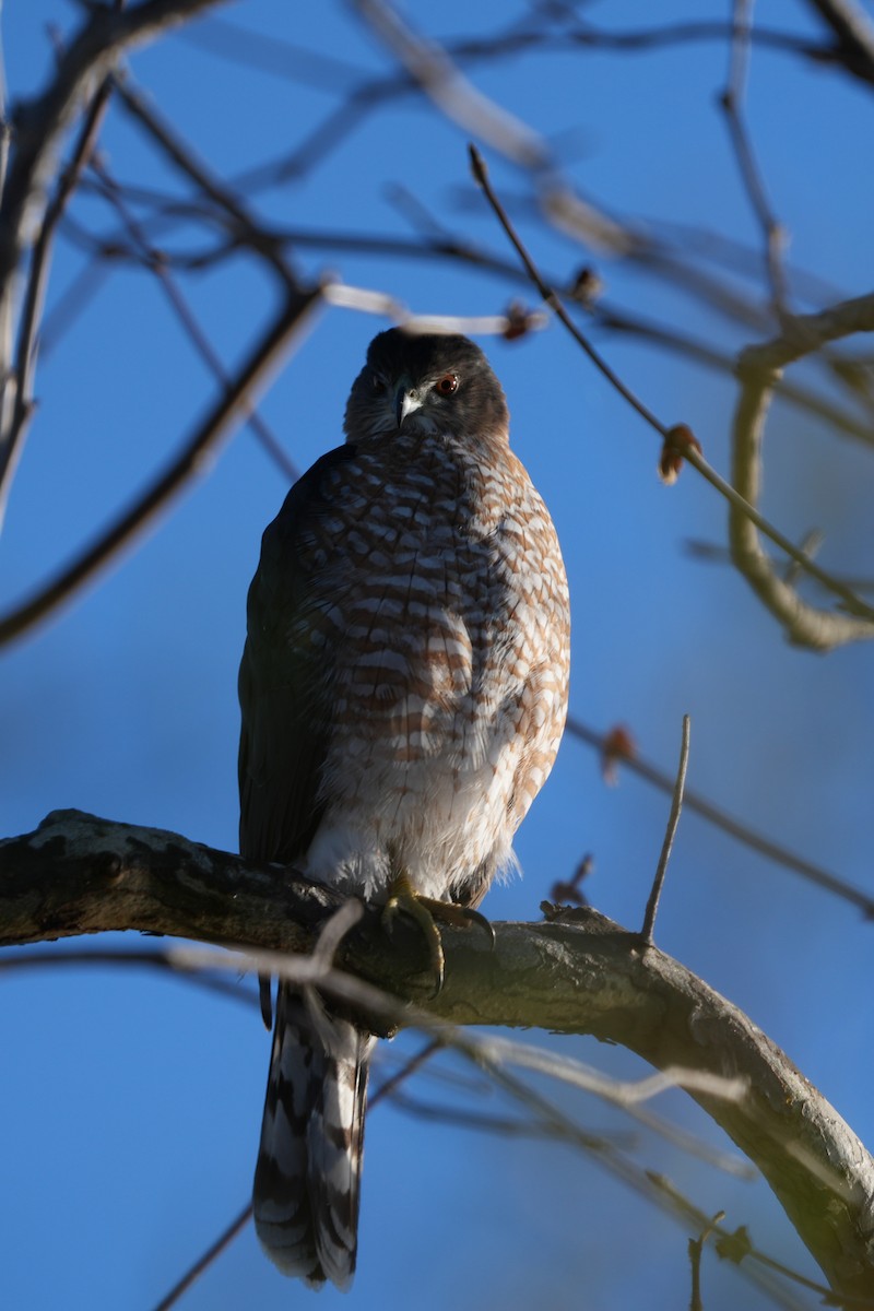 Cooper's Hawk - ML646224853