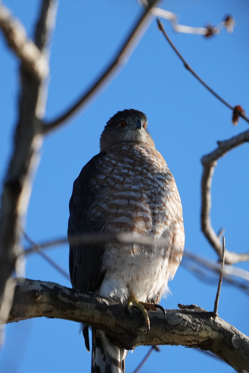 Cooper's Hawk - ML646224854