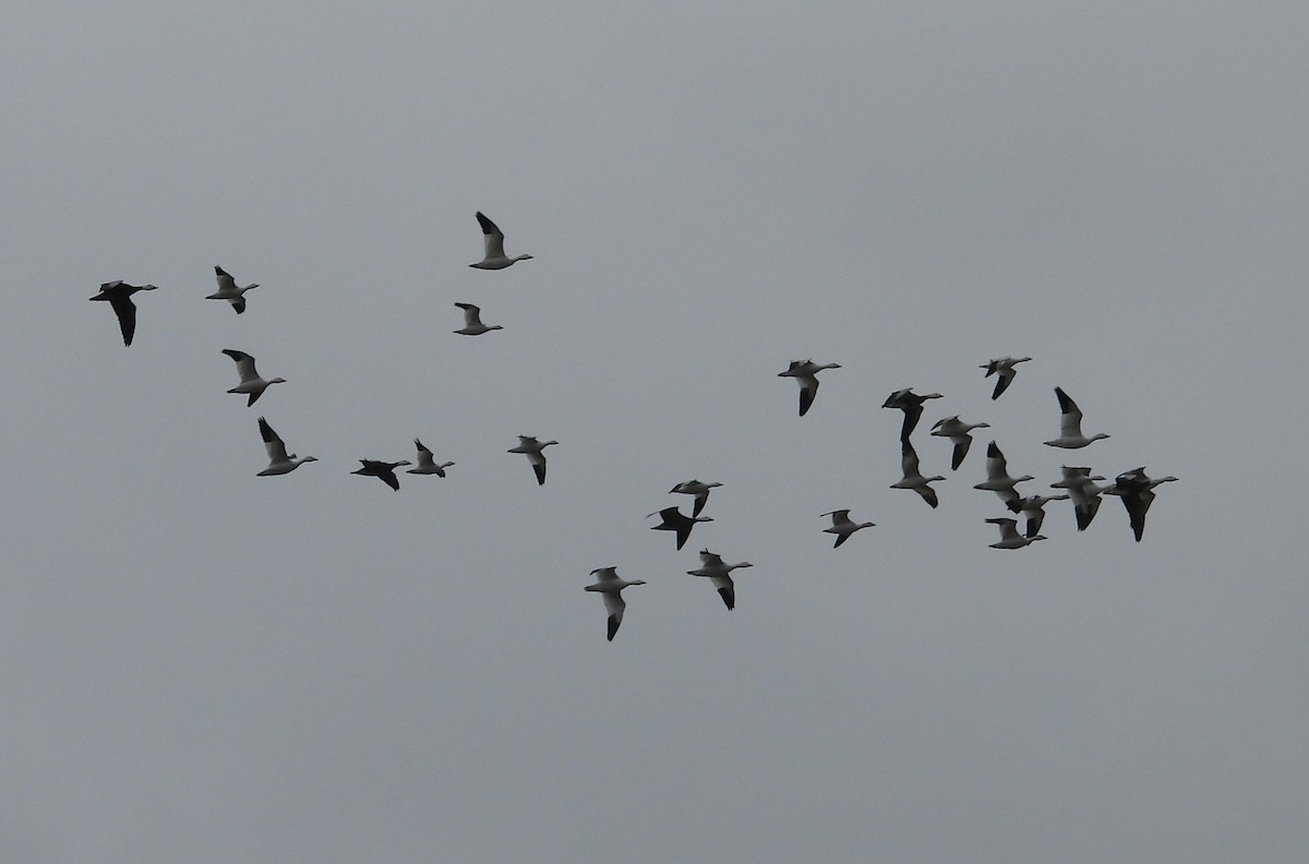 Snow Goose - ML646224855