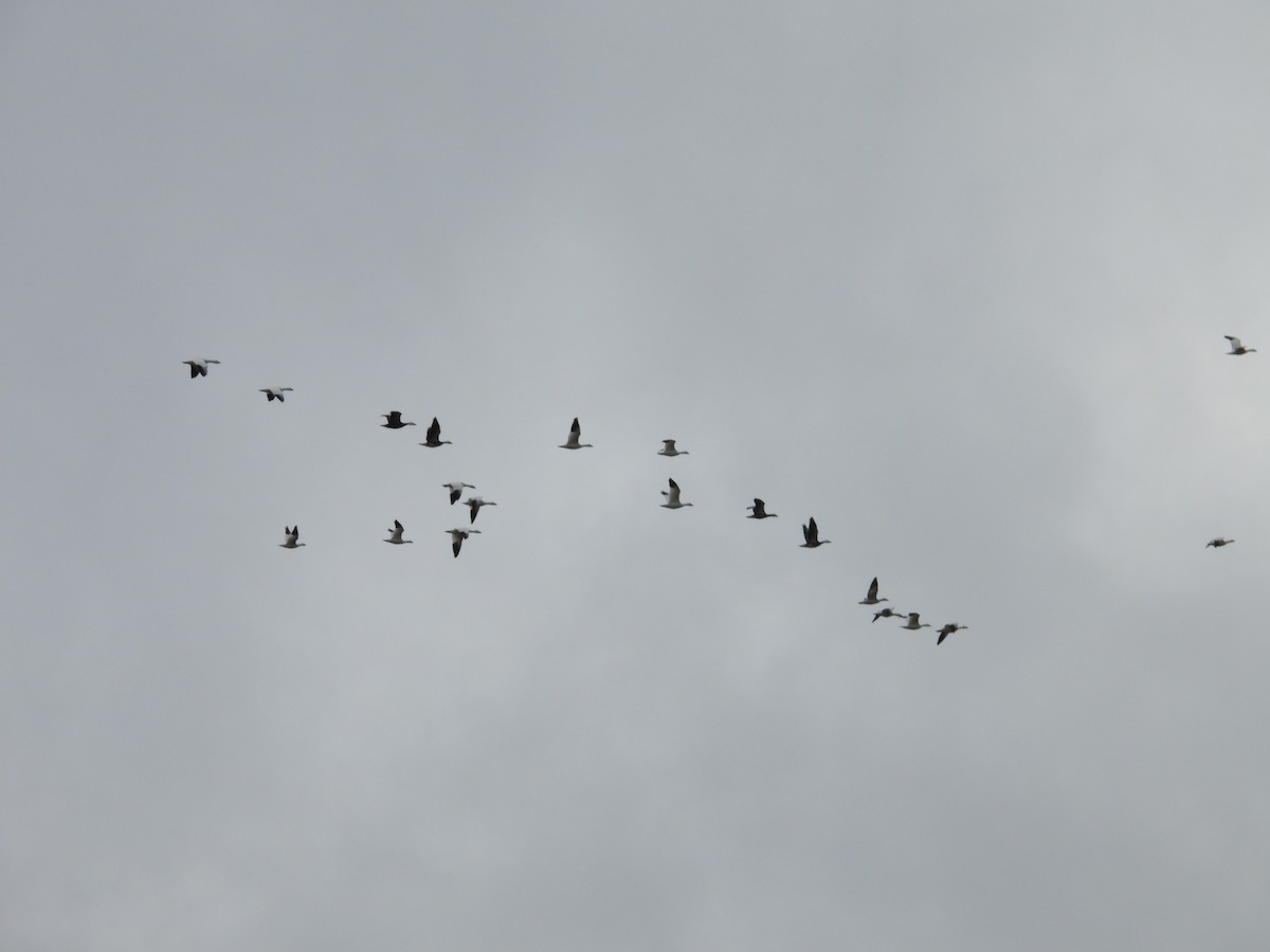 Snow Goose - ML646224856