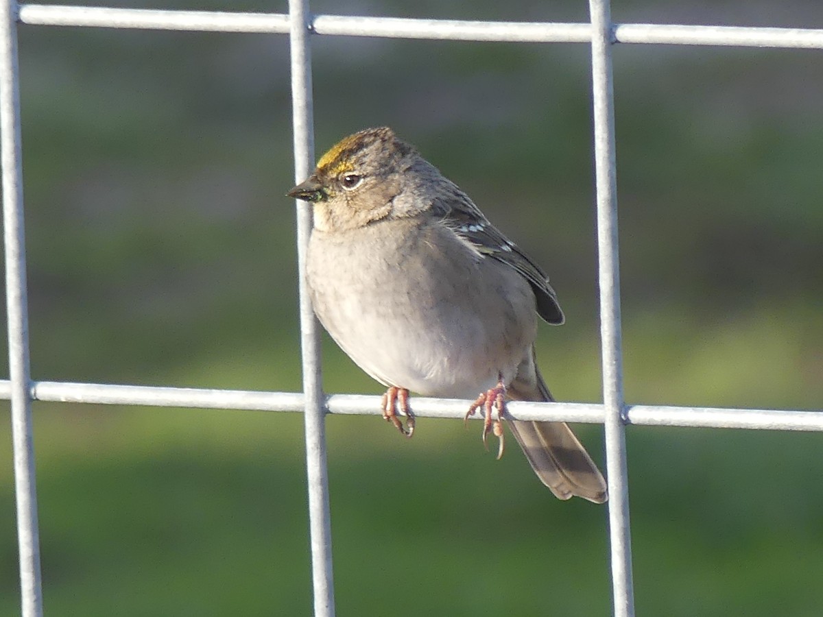 Golden-crowned Sparrow - ML646224857