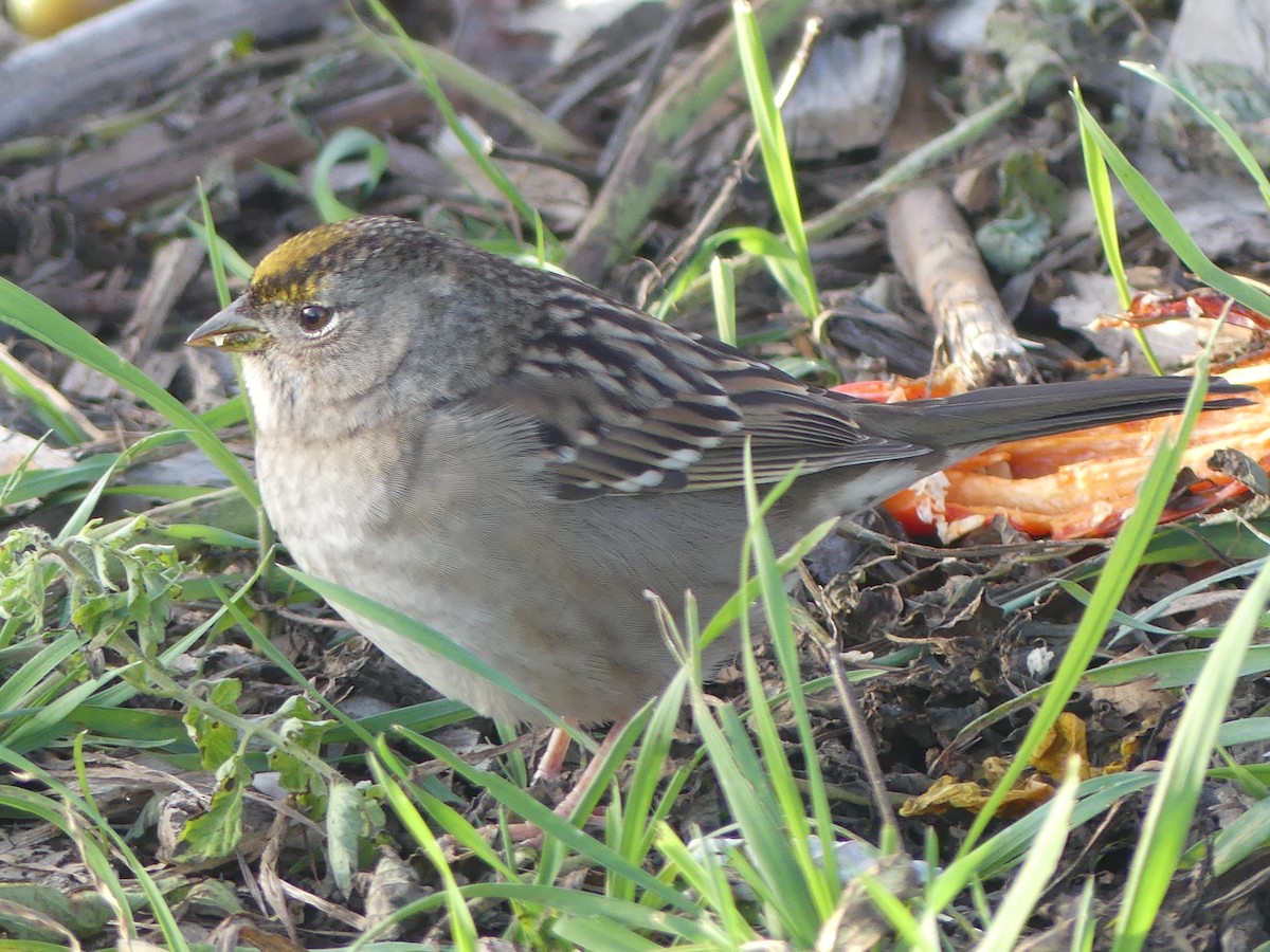 Golden-crowned Sparrow - ML646224858