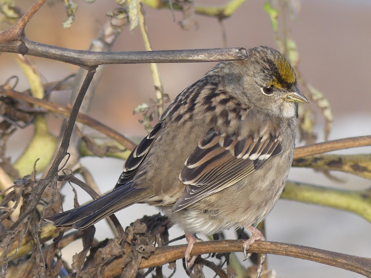 Golden-crowned Sparrow - ML646224859