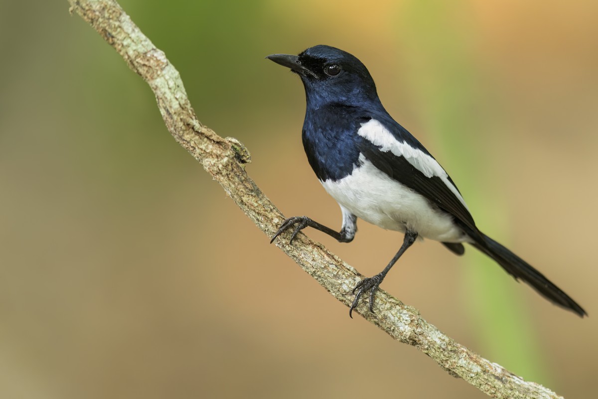 Philippine Magpie-Robin - ML646224864