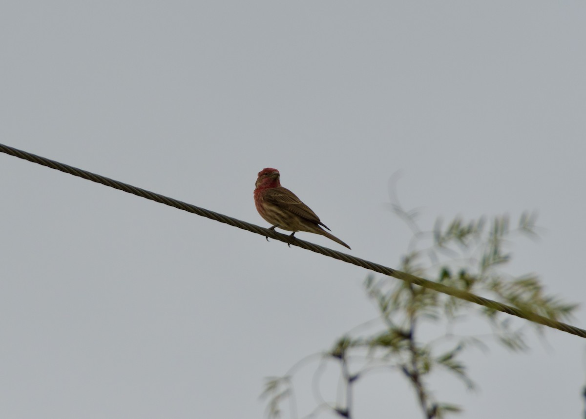 House Finch - ML646224866