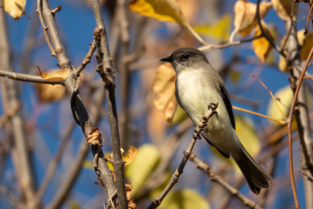 Eastern Phoebe - ML646224868