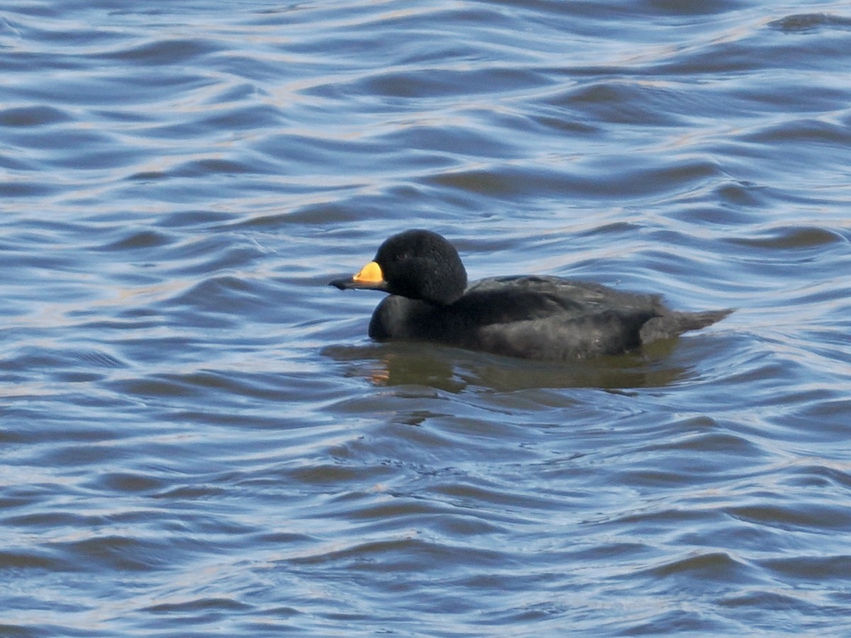 Black Scoter - ML646224869
