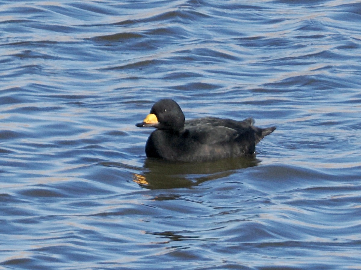Black Scoter - ML646224870