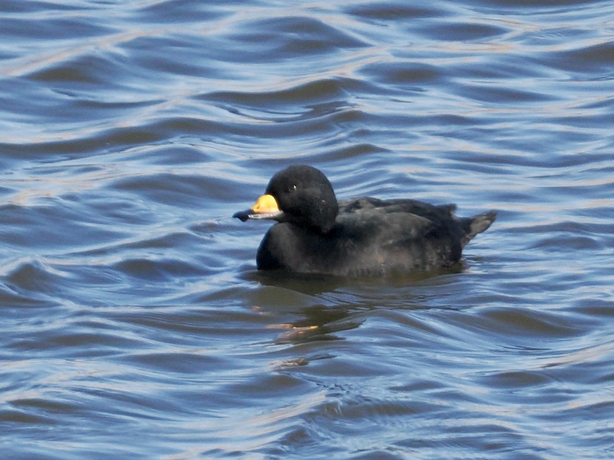 Black Scoter - ML646224871