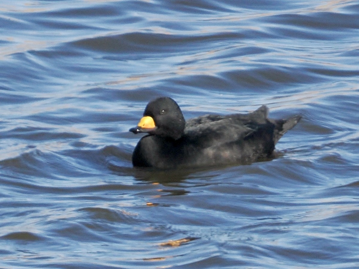 Black Scoter - ML646224872