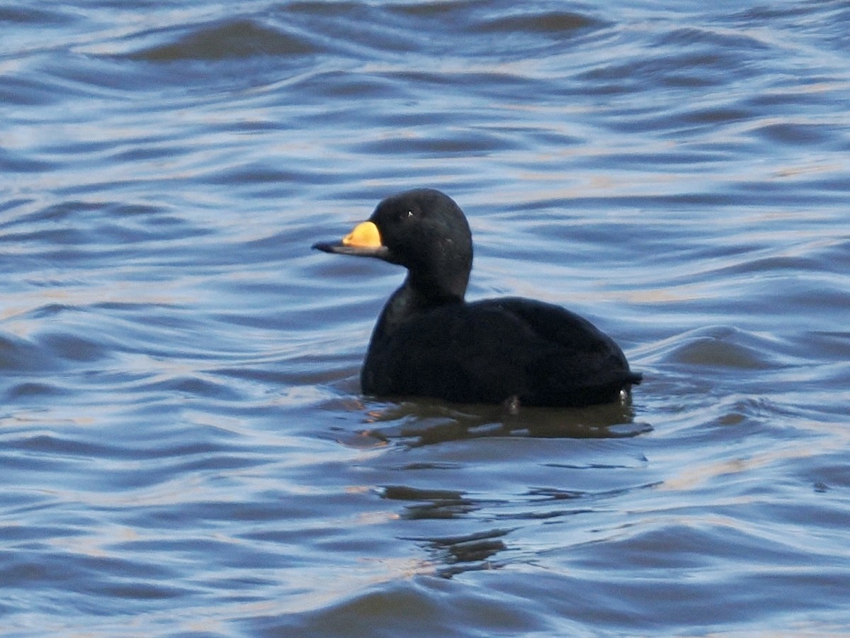 Black Scoter - ML646224873
