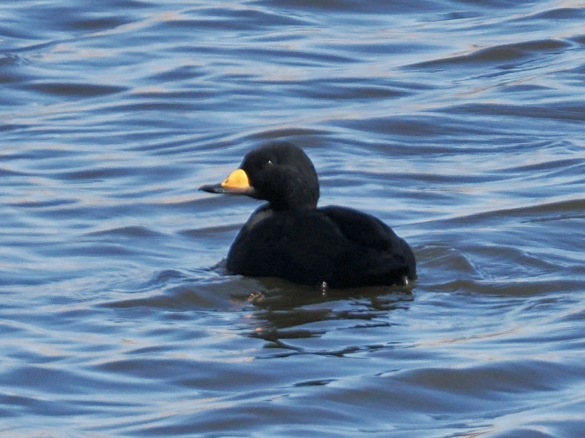 Black Scoter - ML646224874