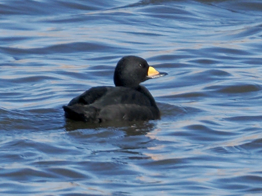 Black Scoter - ML646224875