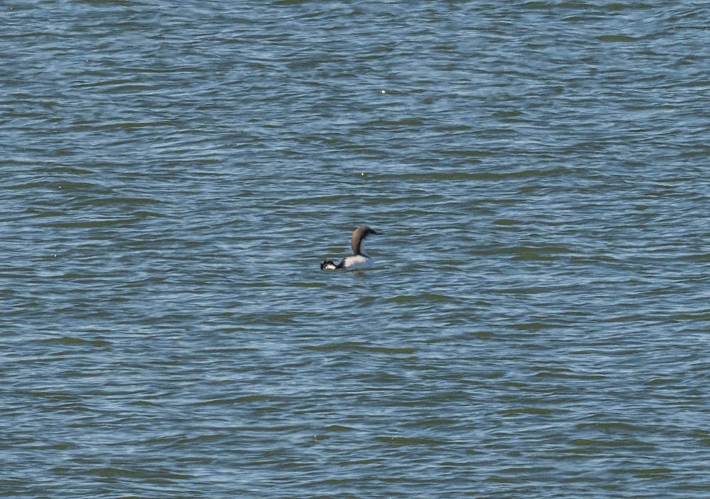Pacific Loon - ML646224885
