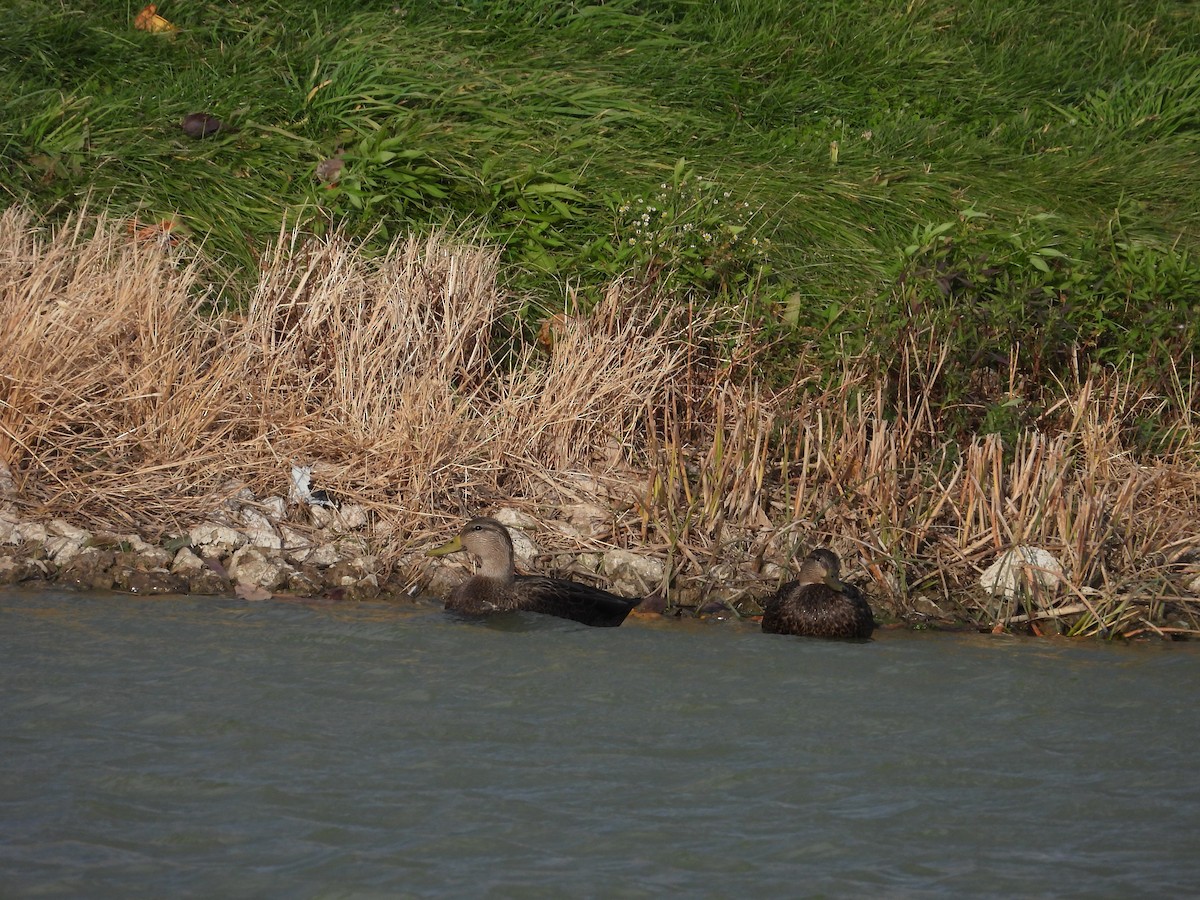 Ahate iluna - ML646224887