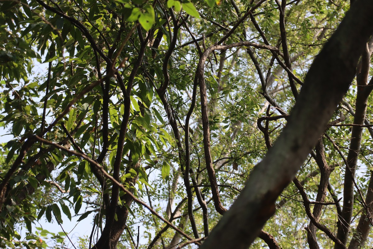 Swinhoe's White-eye - ML646224890