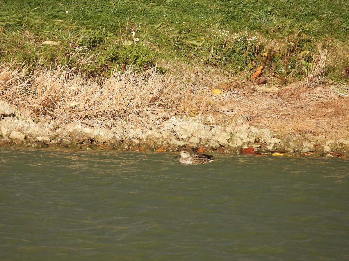 Green-winged Teal - ML646224891