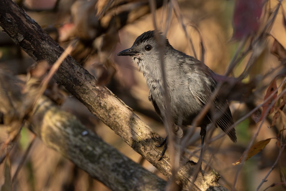 Gray Catbird - ML646224892