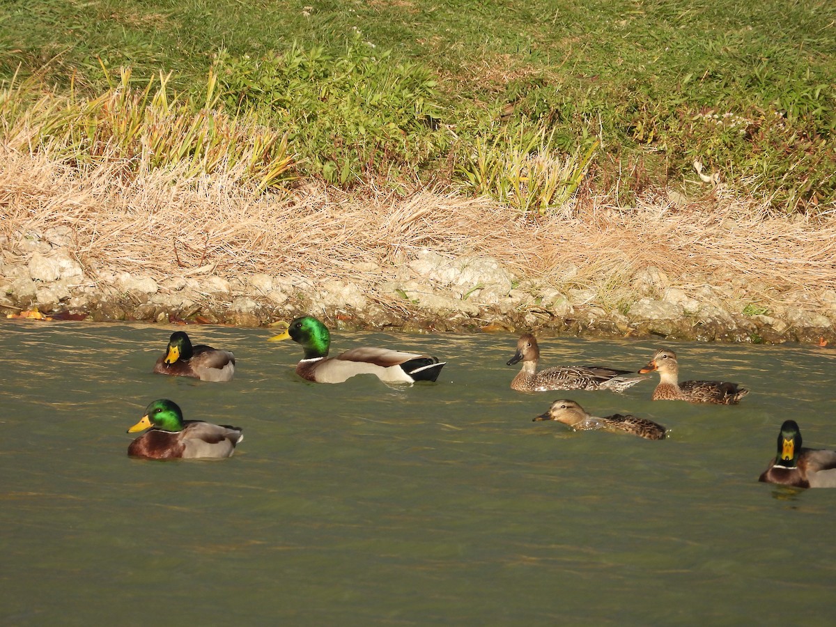 Northern Pintail - ML646224893