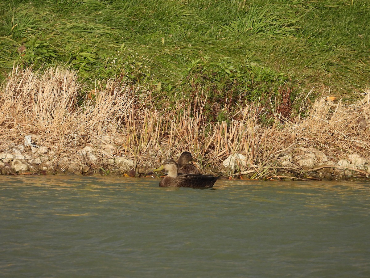 Ahate iluna - ML646224894