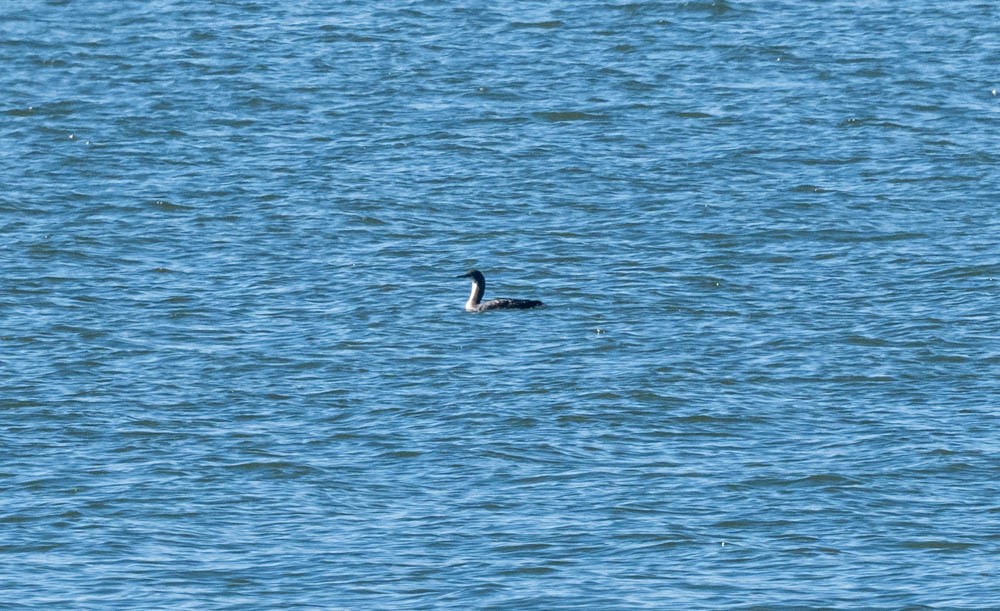 Pacific Loon - ML646224896