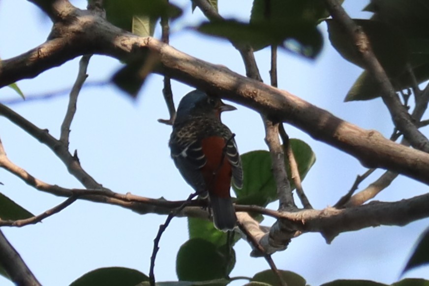 Ak Boğazlı Taşkızılı - ML646224897