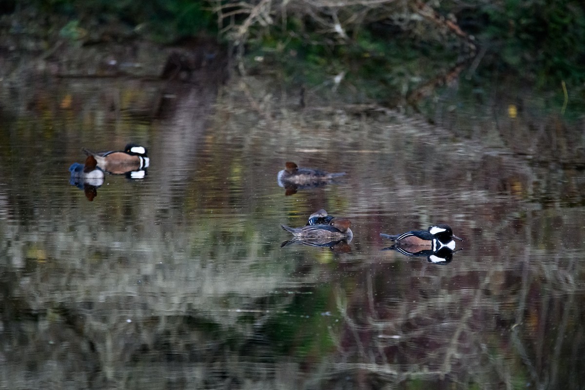 Капюшоновый крохаль - ML646224898