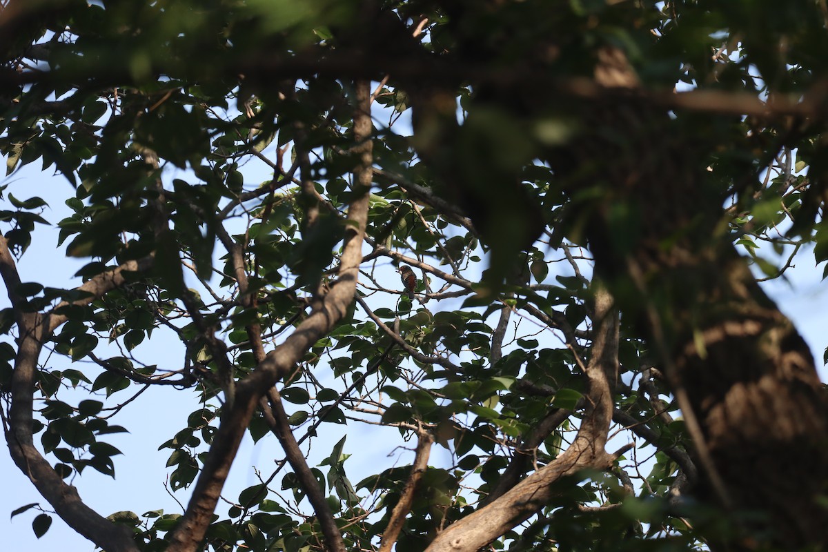 Белогорлый дрозд - ML646224901