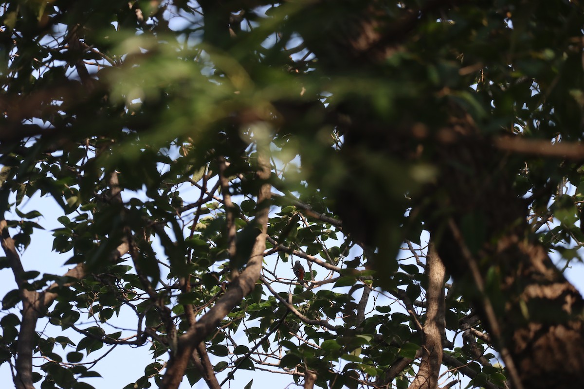 Белогорлый дрозд - ML646224902