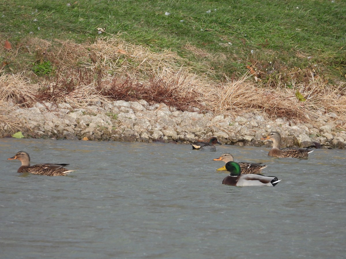 Green-winged Teal - ML646224903