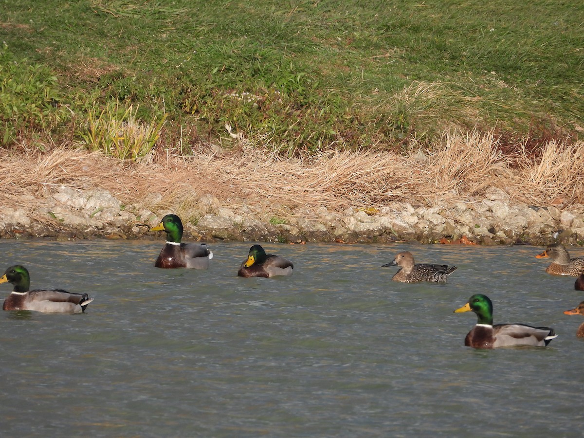 Шилохвость - ML646224904