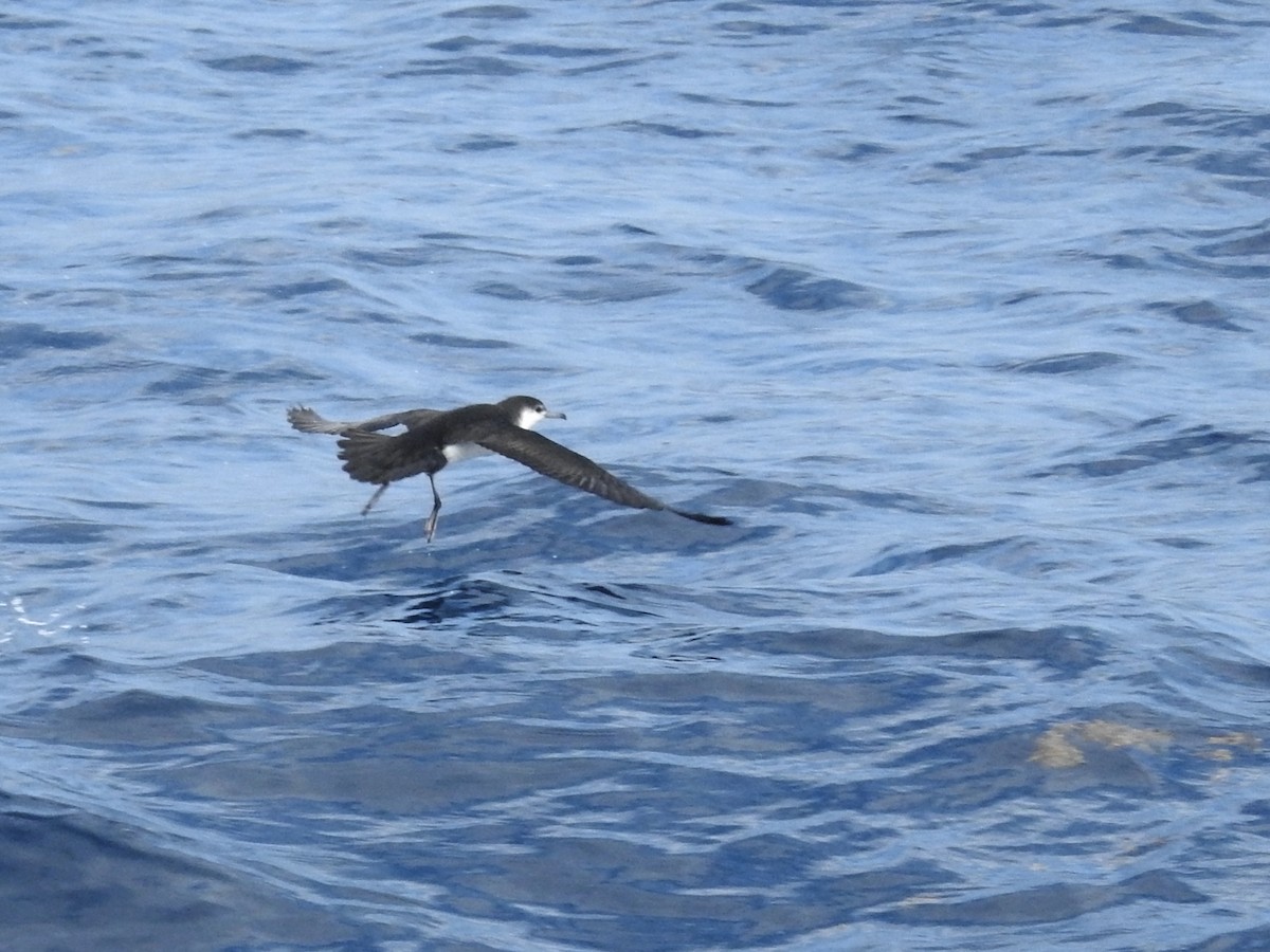 Темноспинный буревестник - ML646224905