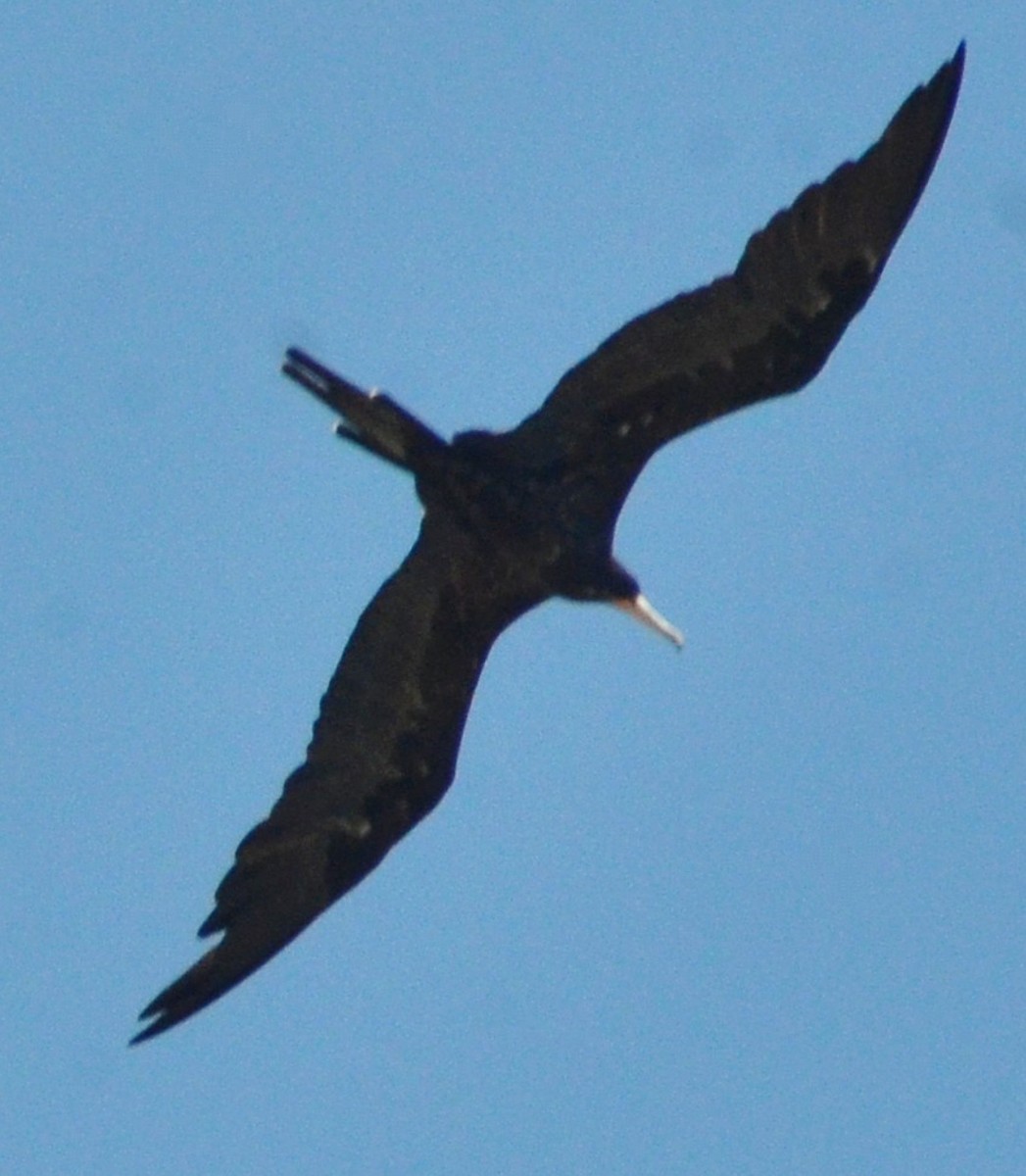 Великолепный фрегат - ML646224906