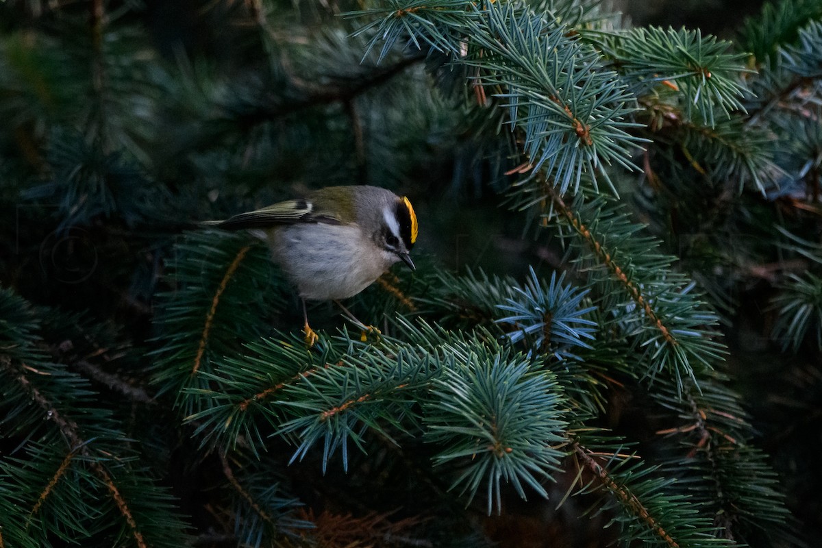 Золотоголовый королёк - ML646224907