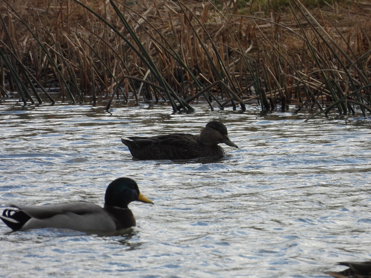 Американская кряква - ML646224908