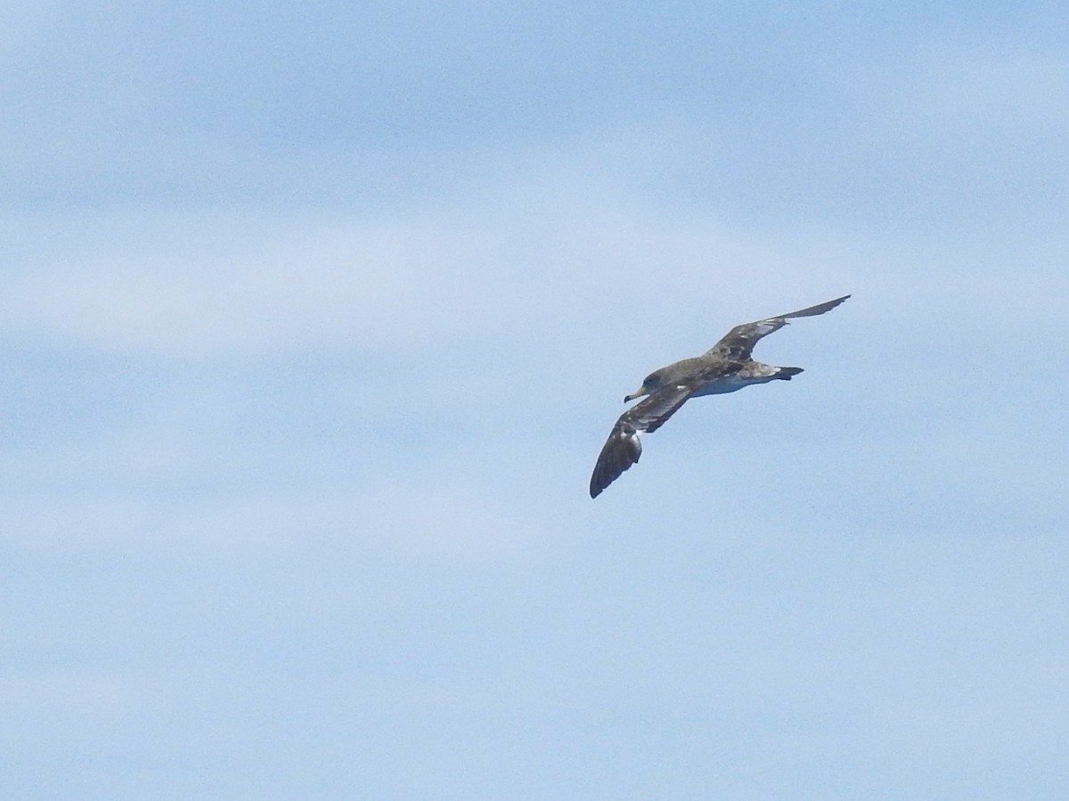 Cory's/Scopoli's Shearwater - ML646224909