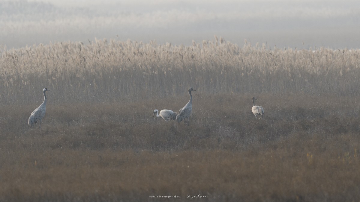 Серый журавль - ML646224910